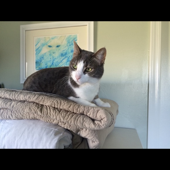 Meet your Posher, Jp - Picture 1 of 1